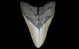 Bargain, Megalodon Tooth - North Carolina #67329-2